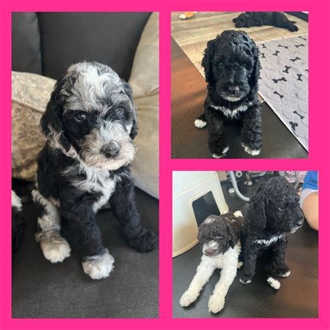 Buy and Sell Puppies, Cats and Pets Online .